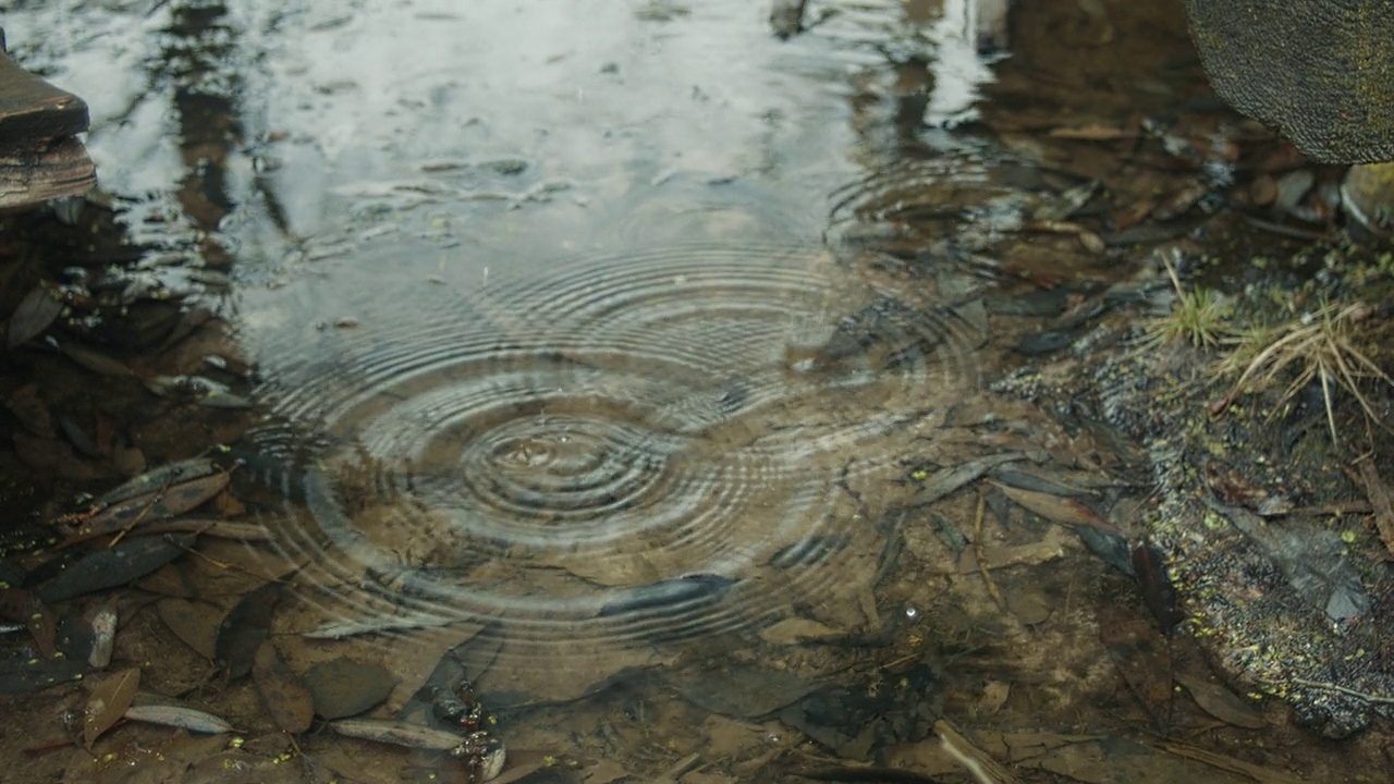 雨滴落入水中视频素材