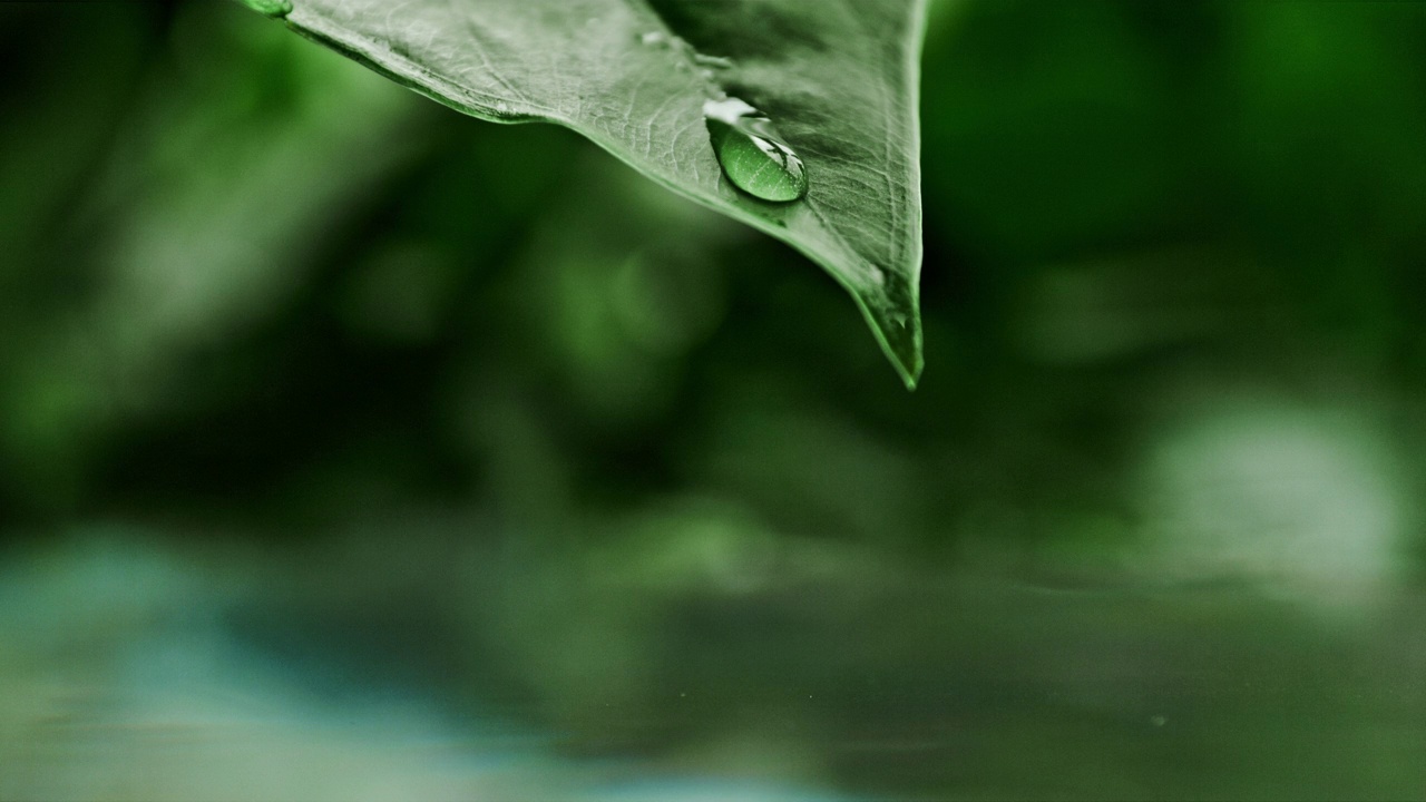 超慢镜头的雨滴滑下绿叶视频素材