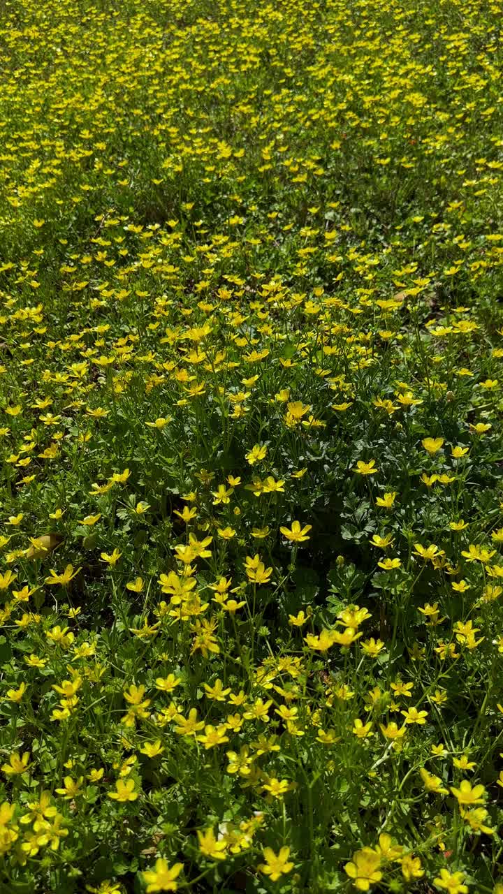 美丽的黄花在春天视频素材