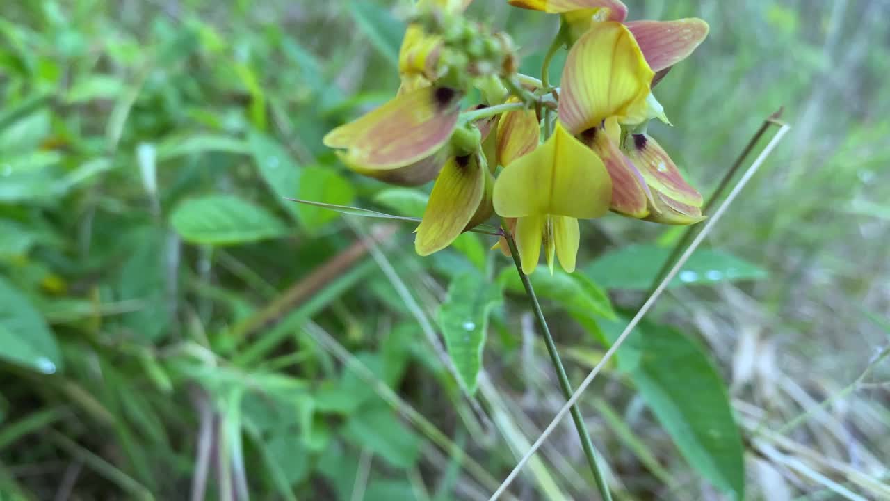 花园里鲜花盛开视频下载