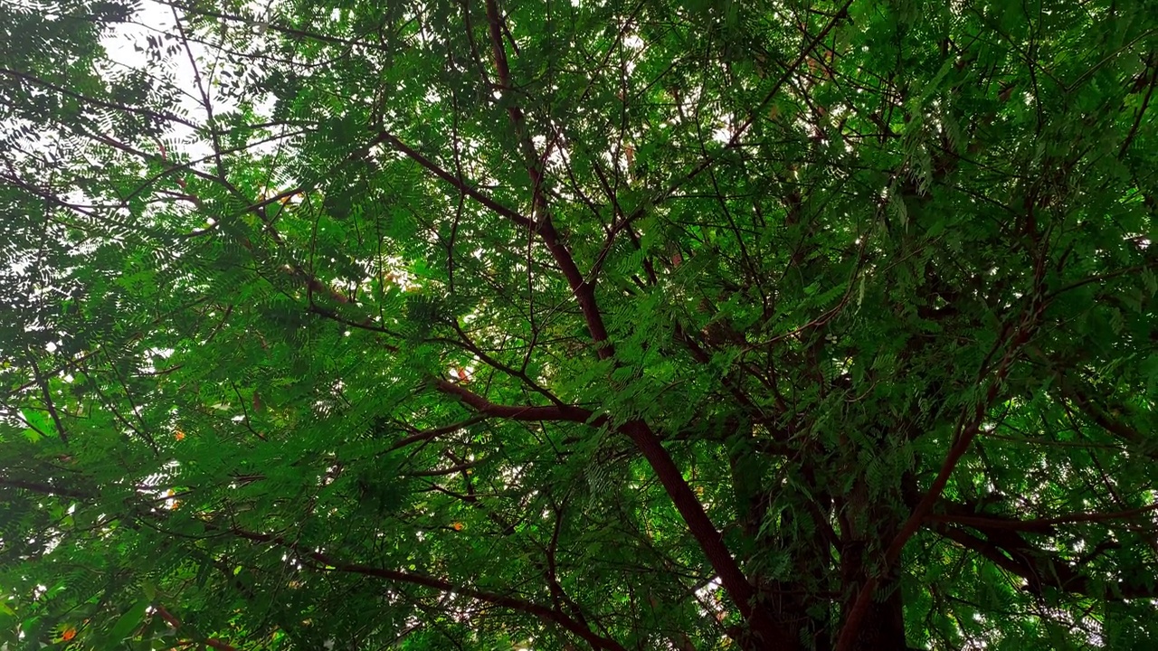 花园里的植物在动视频下载