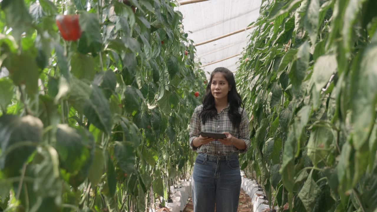 女农民在甜椒农场使用片剂视频素材