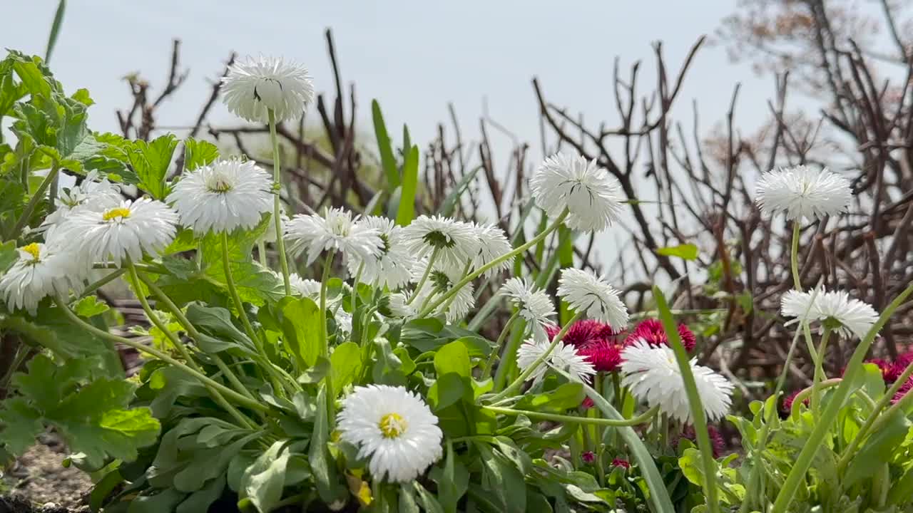 花视频素材