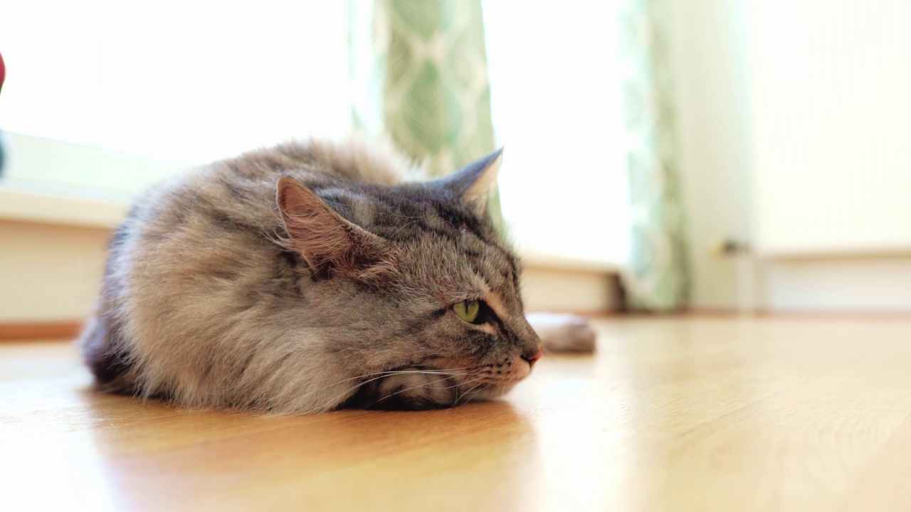 伤心生病或懒猫在家视频素材