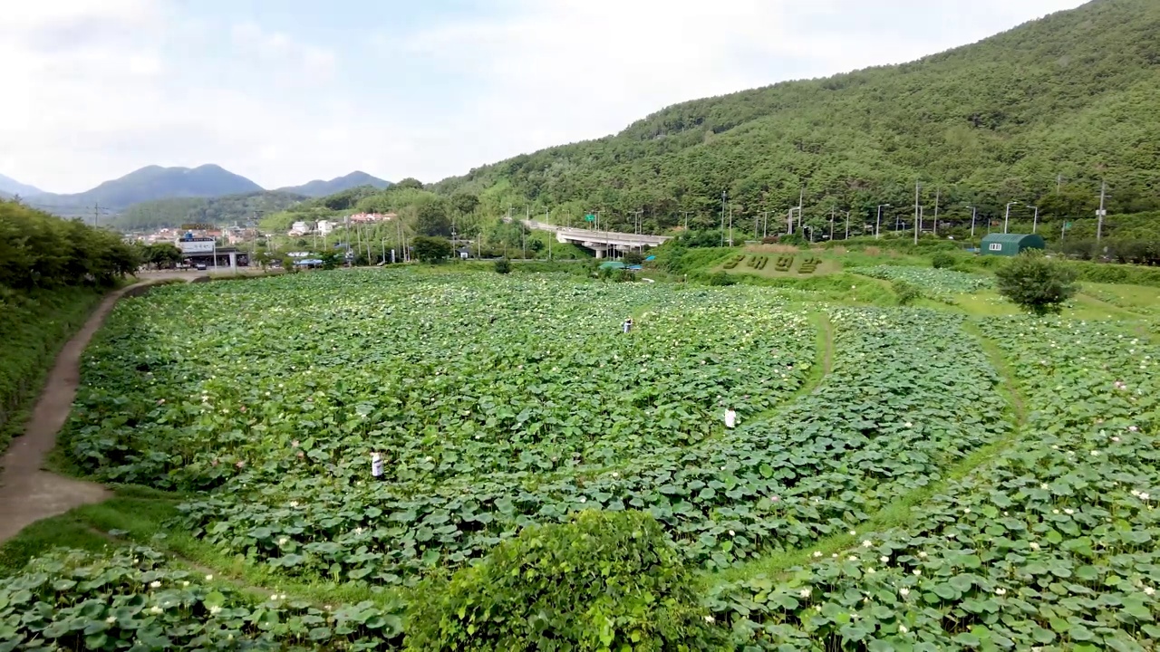 釜山，韩国，亚洲gomnae莲花田的时间流逝视频下载