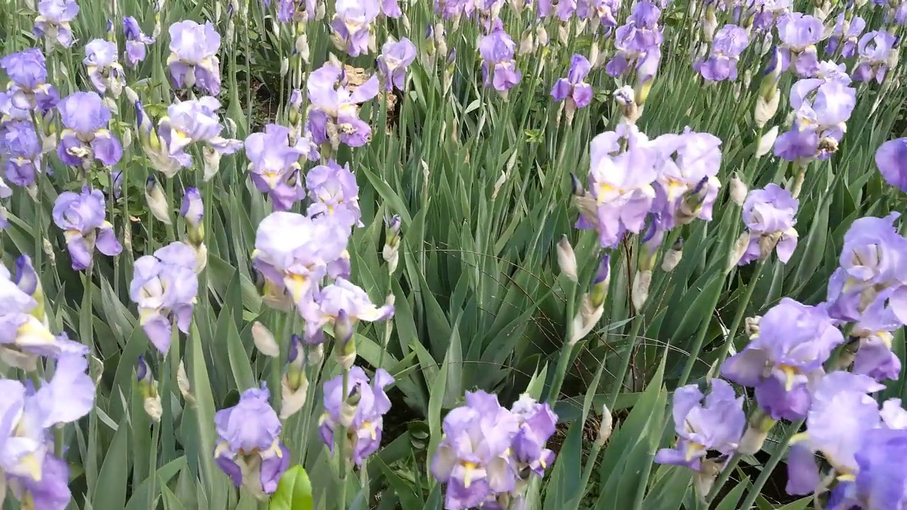 丁香鸢尾花的田野。视频素材