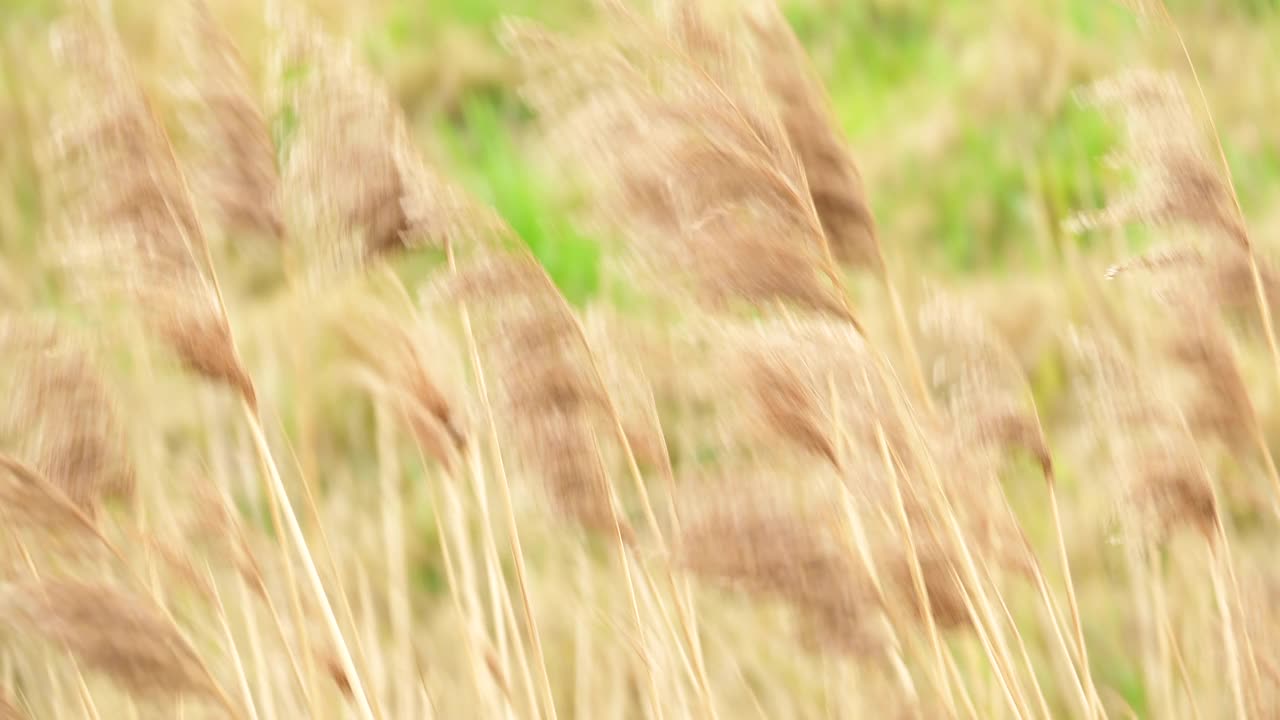 芦苇草在风中绽放视频下载