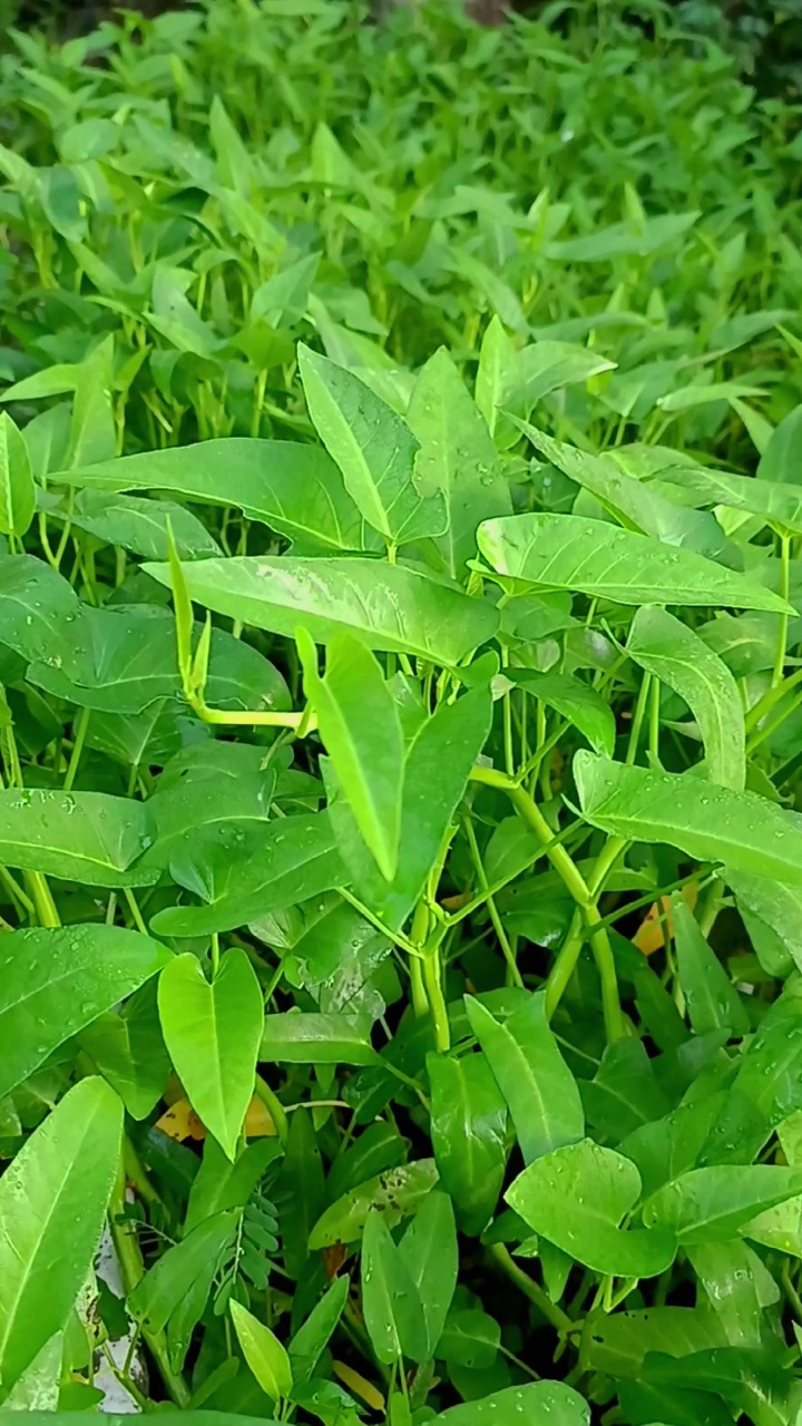 菠菜视频素材