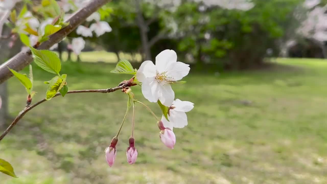 特写，春天的樱花视频素材