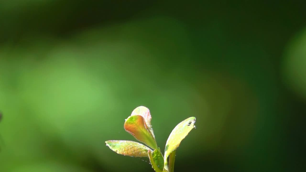 蓝色的蜻蜓视频素材