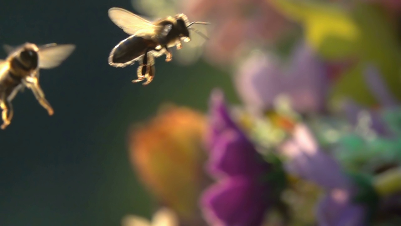 蜜蜂蜜蜂视频素材