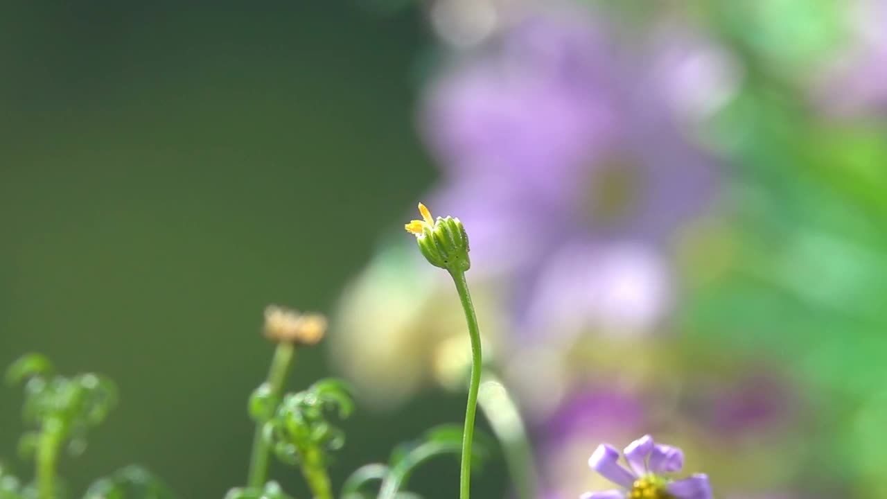 有趣的蜜蜂在花上。视频素材