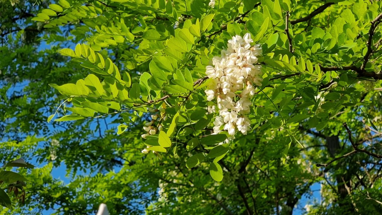 白相思花视频素材