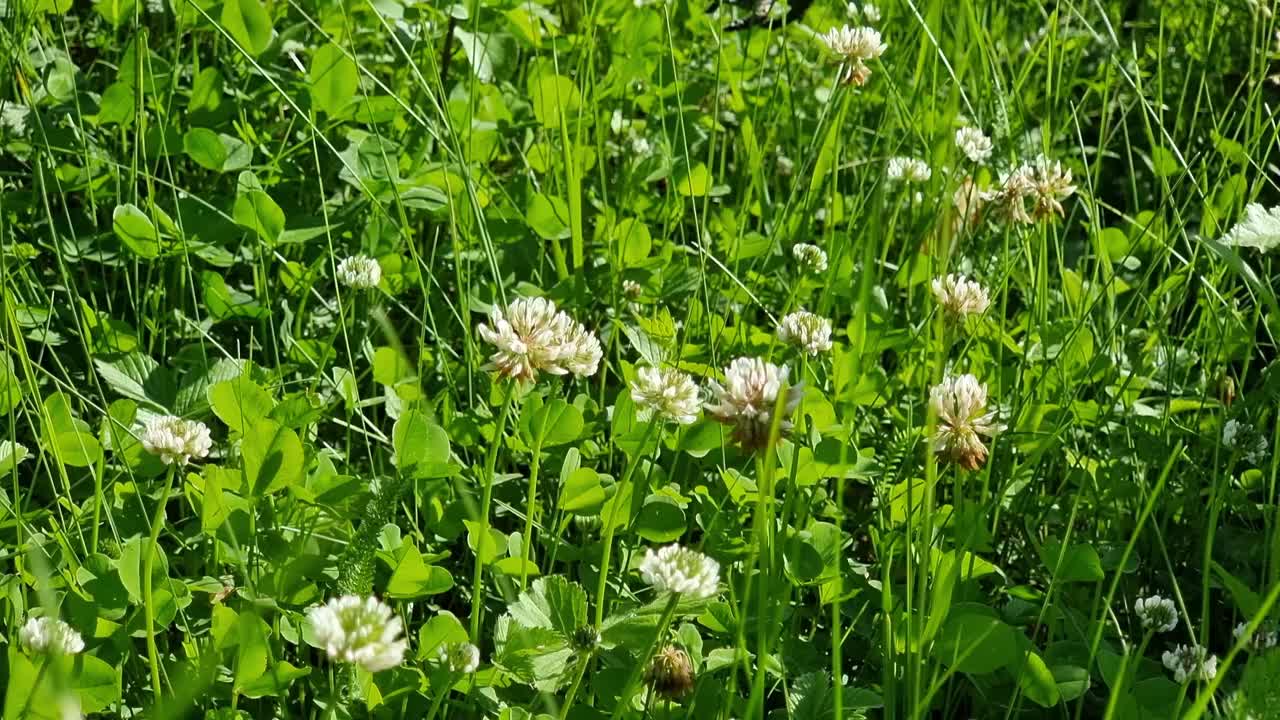 夏日阳光灿烂的日子里，绿色草地上开着白色的三叶草视频素材