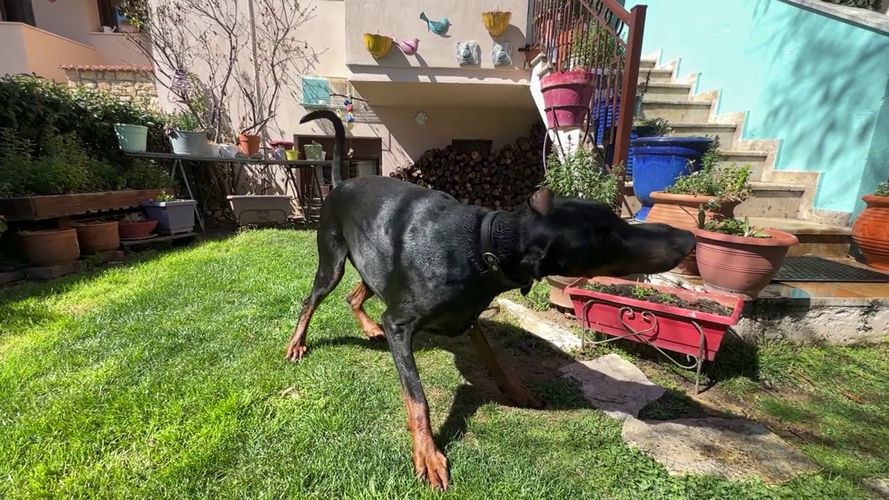 杜宾犬在花园里玩拔河慢动作视频素材