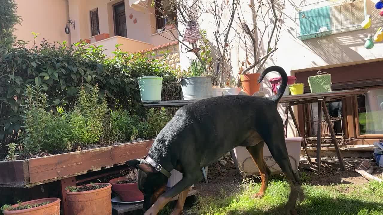 杜宾犬在花园里玩拔河慢动作视频下载