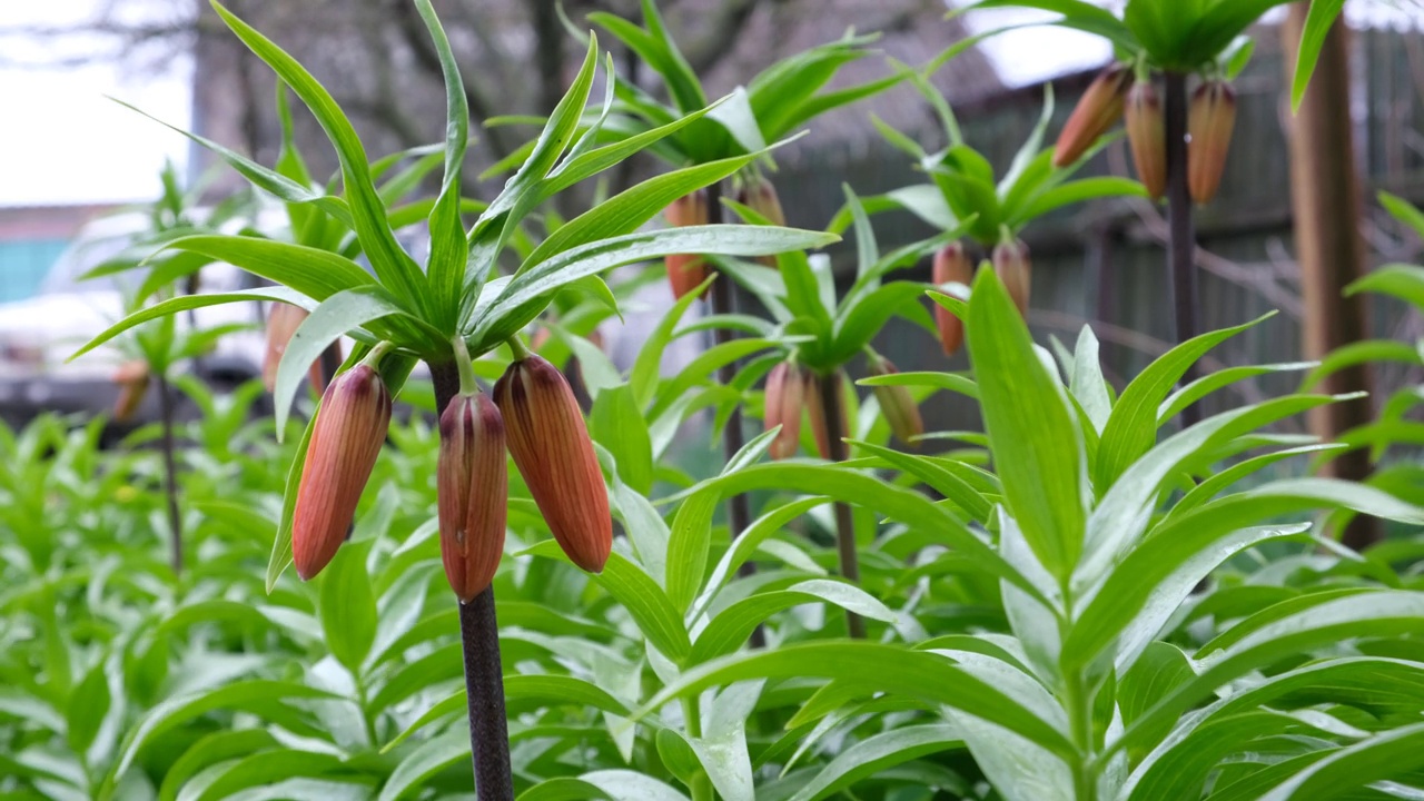 百合花蕾正在成熟。橙花准备在春天开放视频下载