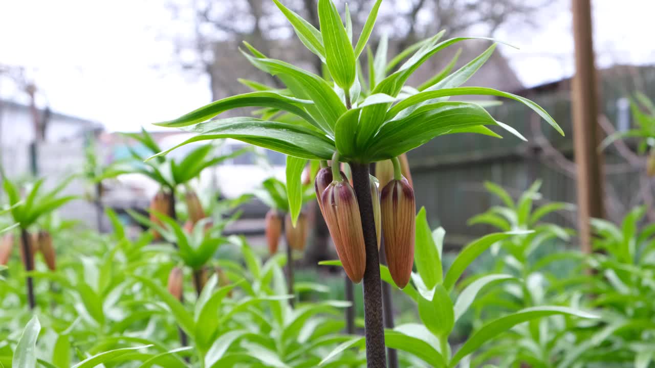 百合花蕾正在成熟。橙花准备在春天开放视频素材