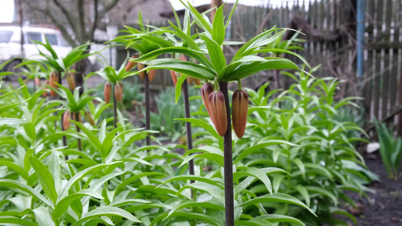 百合花蕾正在成熟。橙花准备在春天开放视频素材