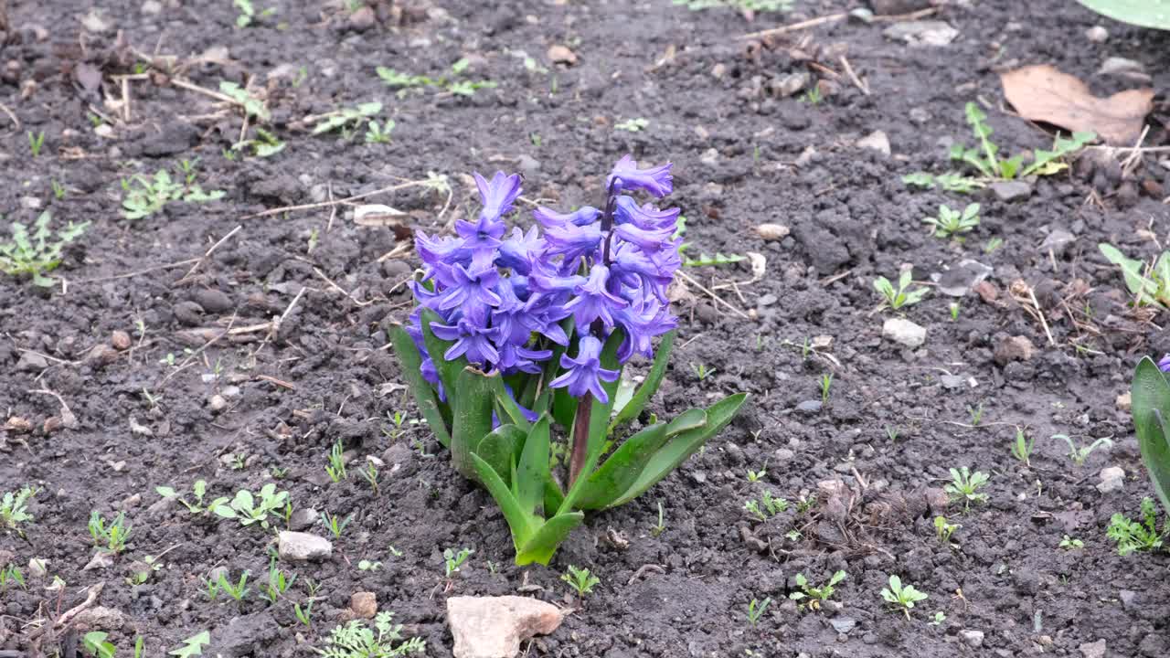 初春的花朵是蓝色的视频下载