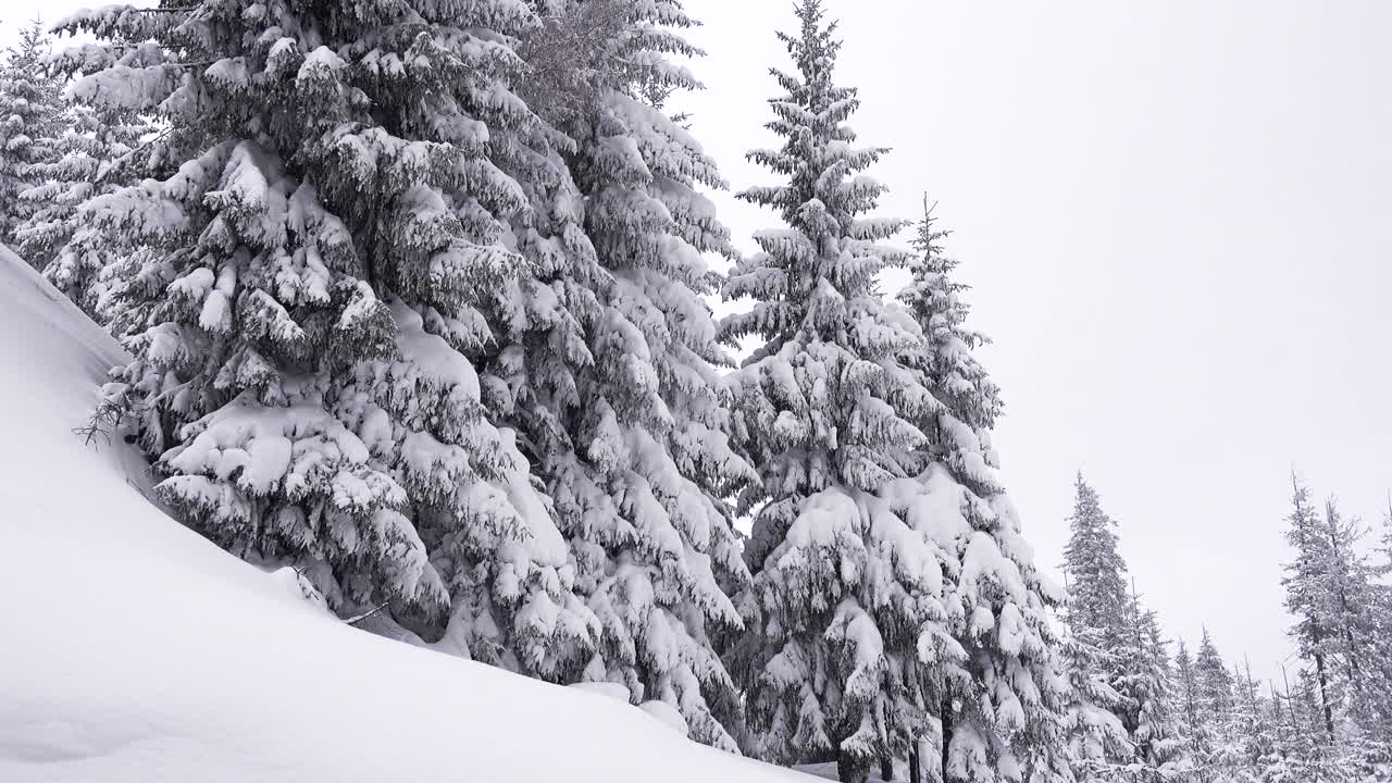 冬季景观与松树。冬天森林里的雪。阴天寒冷山区冰雪覆盖的冷杉。美丽的圣诞冬季景观与向下向上看视频素材