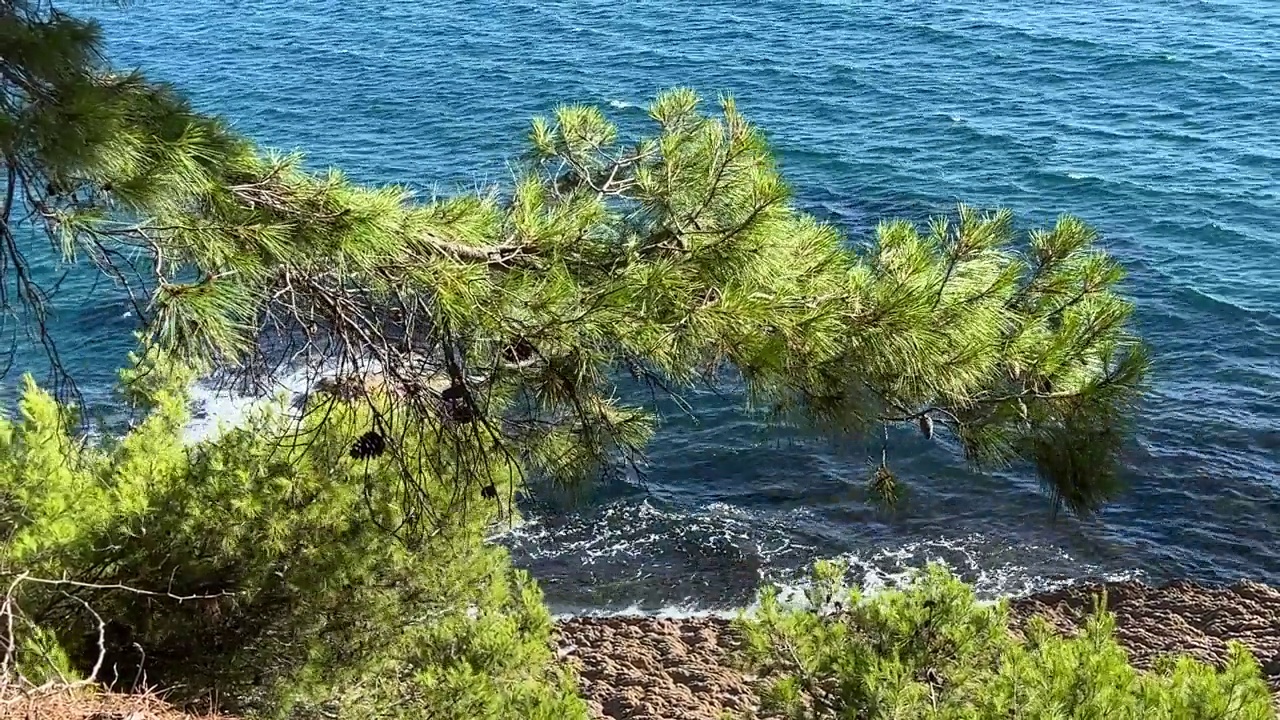 地中海岩石海岸上的松树林。视频素材