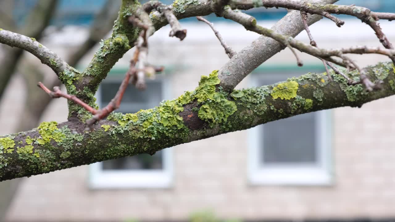 长满苔藓和地衣的花园树木生长缓慢，结果不佳视频素材