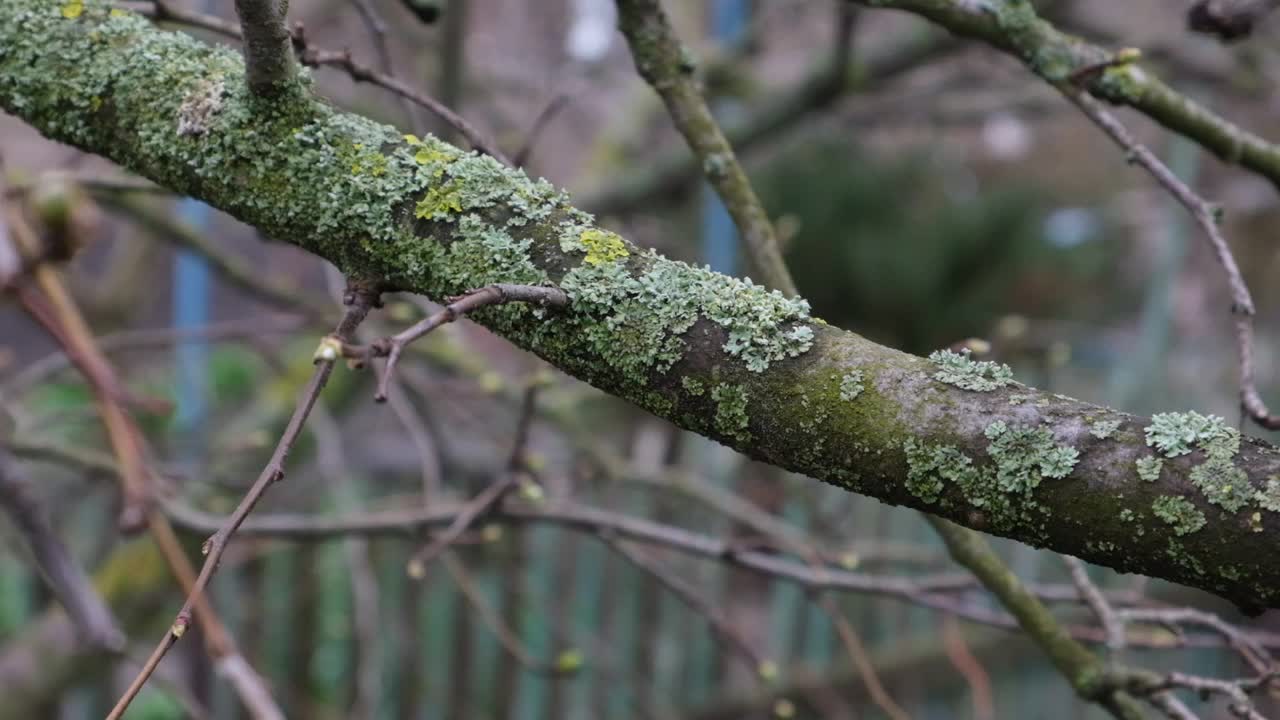 长满苔藓和地衣的花园树木生长缓慢，结果不佳视频下载