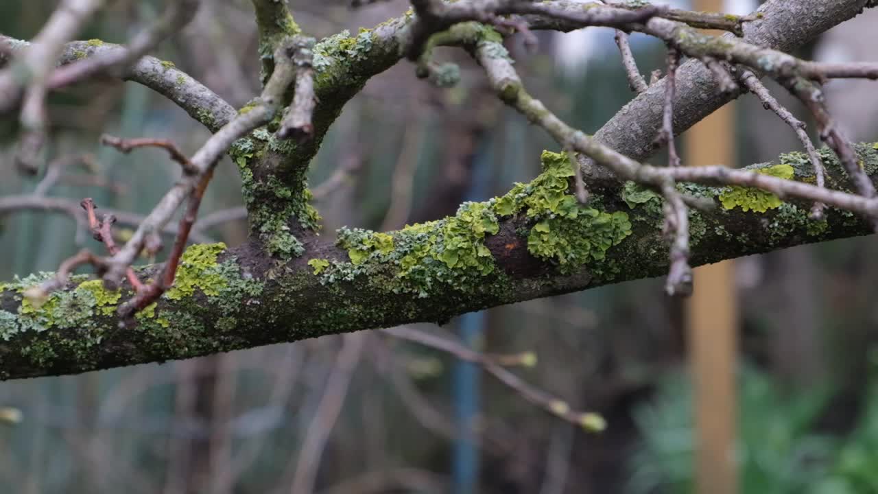 长满苔藓和地衣的花园树木生长缓慢，结果不佳视频下载