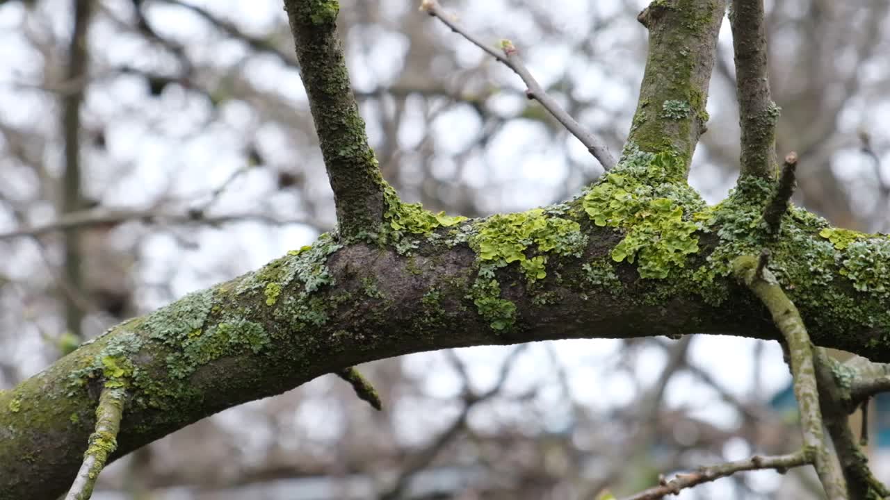 长满苔藓和地衣的花园树木生长缓慢，结果不佳视频下载