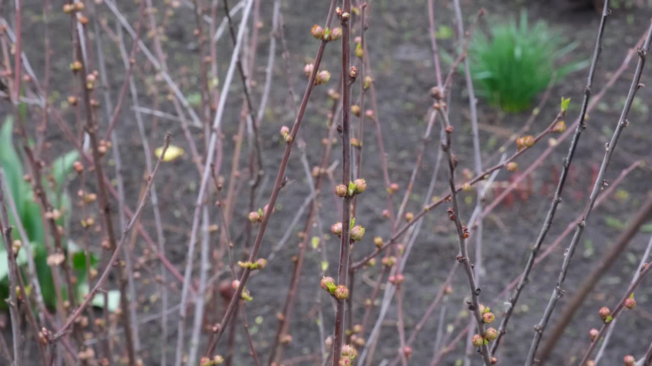 春天树枝上绽放的花蕾。水果树枝视频素材