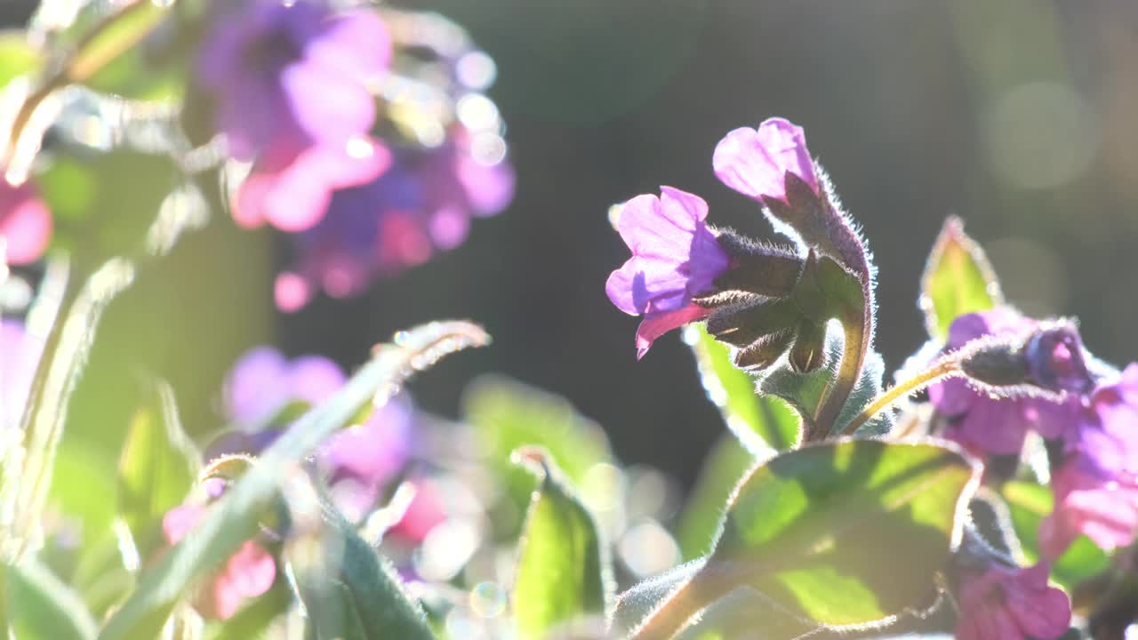 紫花在阳光的照耀下生长，伸向天空视频素材