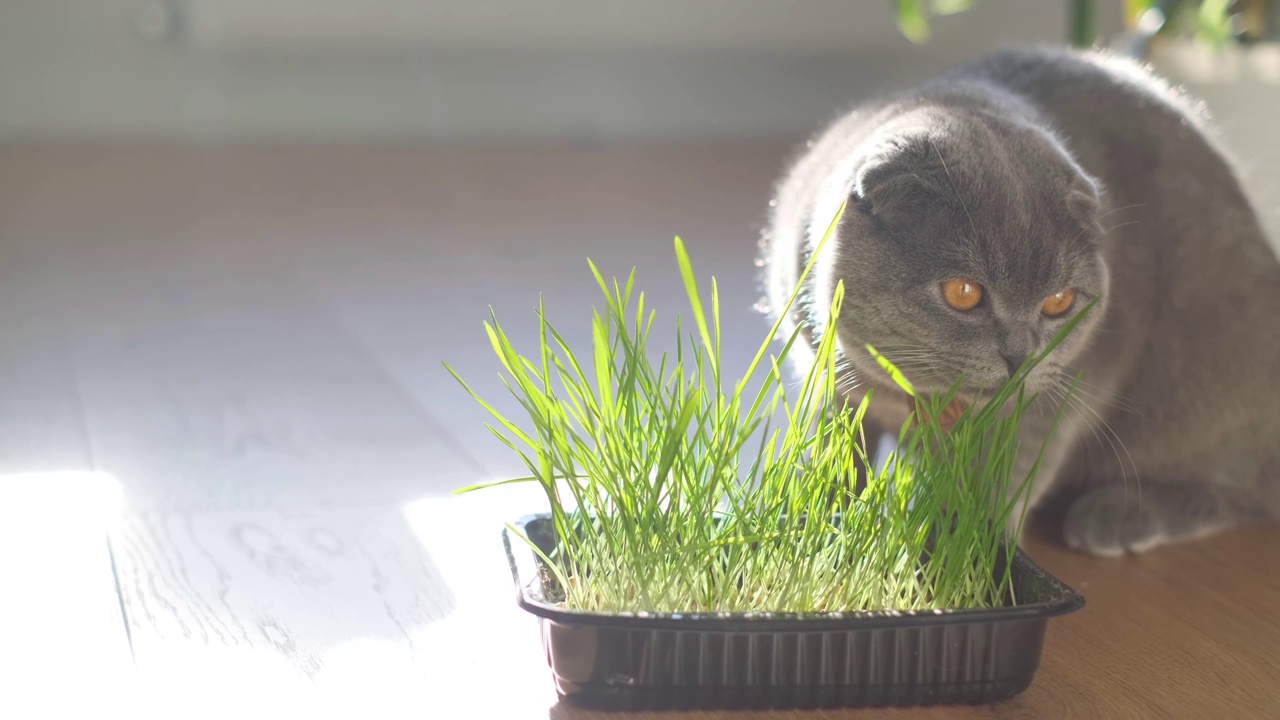 一只小猫在吃发芽的草、燕麦芽和宠物专用的维生素。视频素材