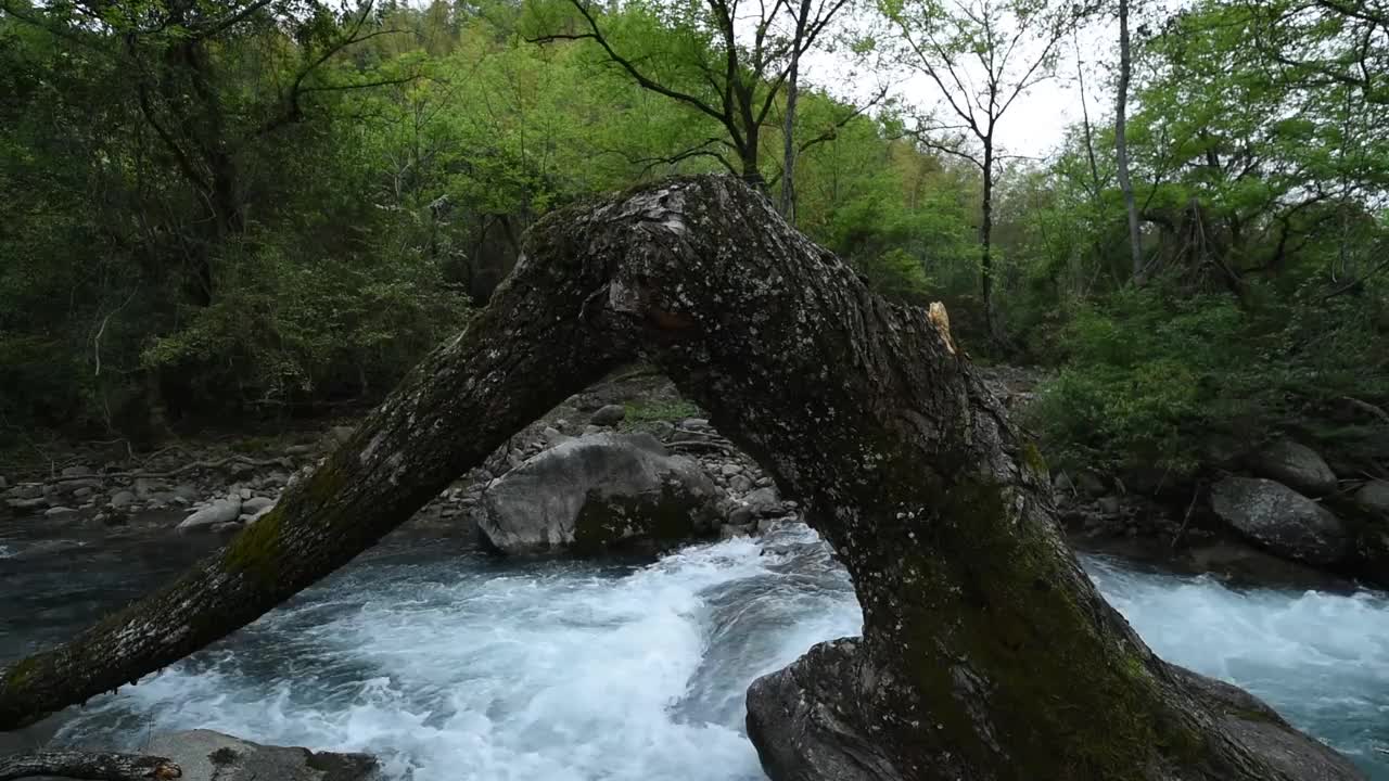 绿林，山涧视频素材