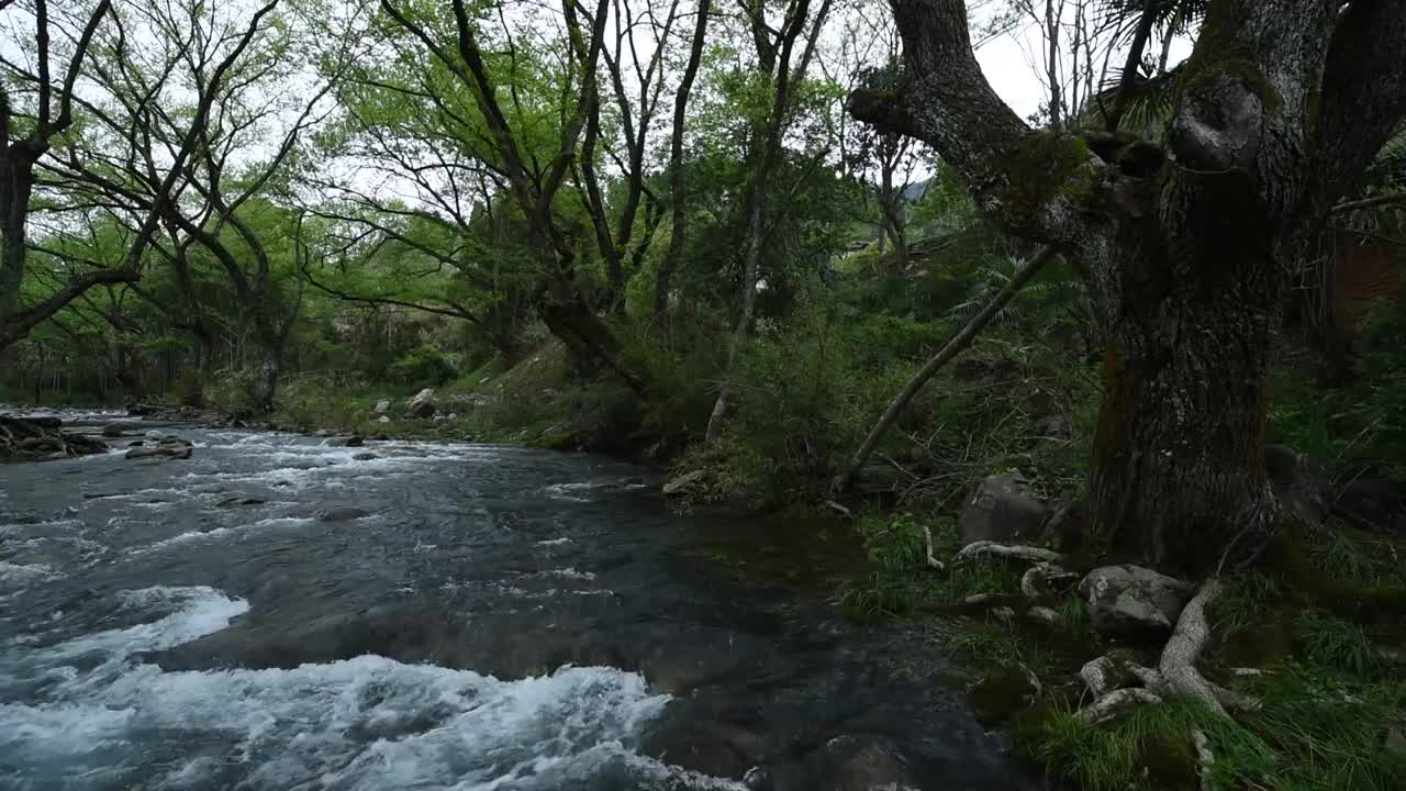 绿林，山涧视频素材