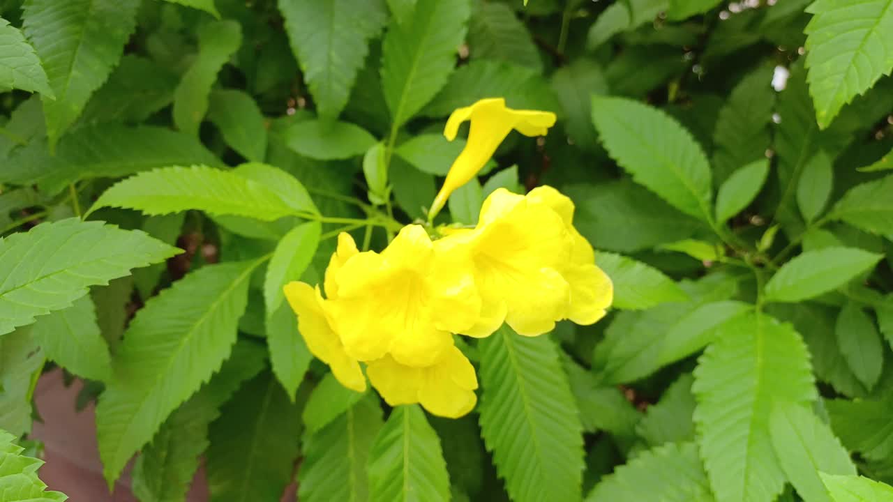 龙舌兰，黄花，喇叭藤科，牛蒡科视频素材