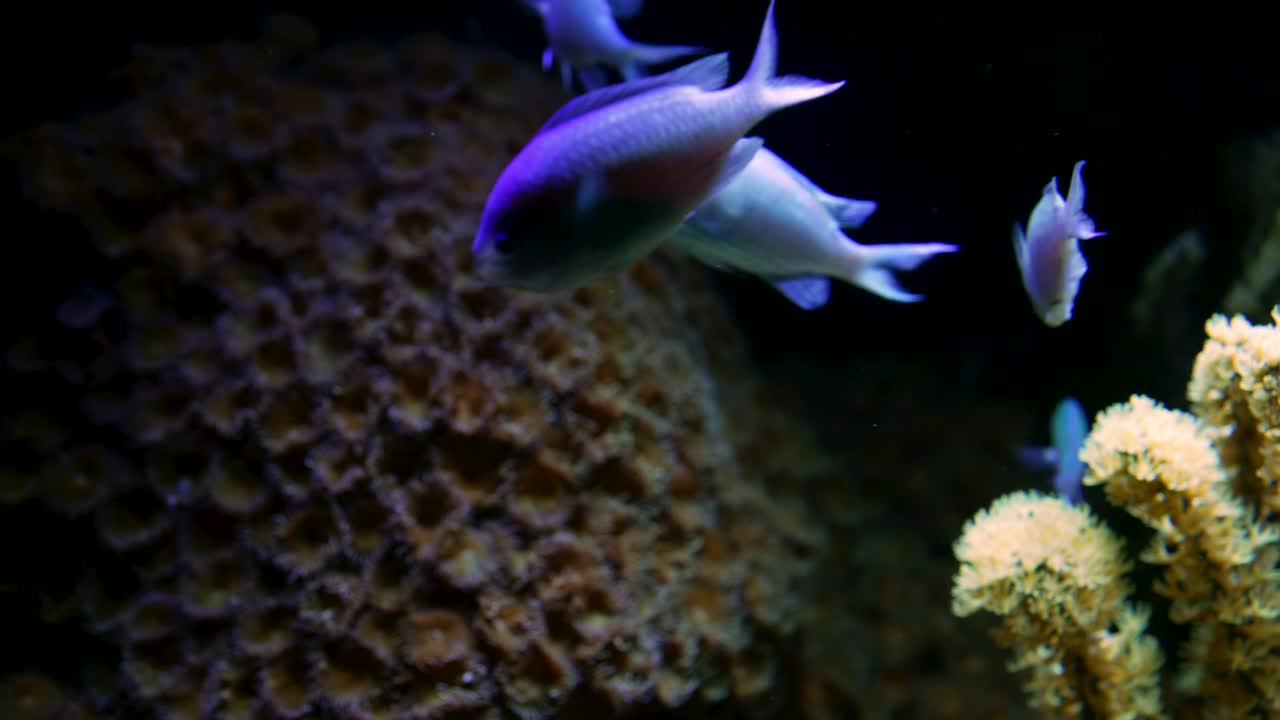 近距离观察热带鱼游泳在珊瑚礁背景。水下双鱼座居民。热带海底。多彩的自然宁静背景。视频素材