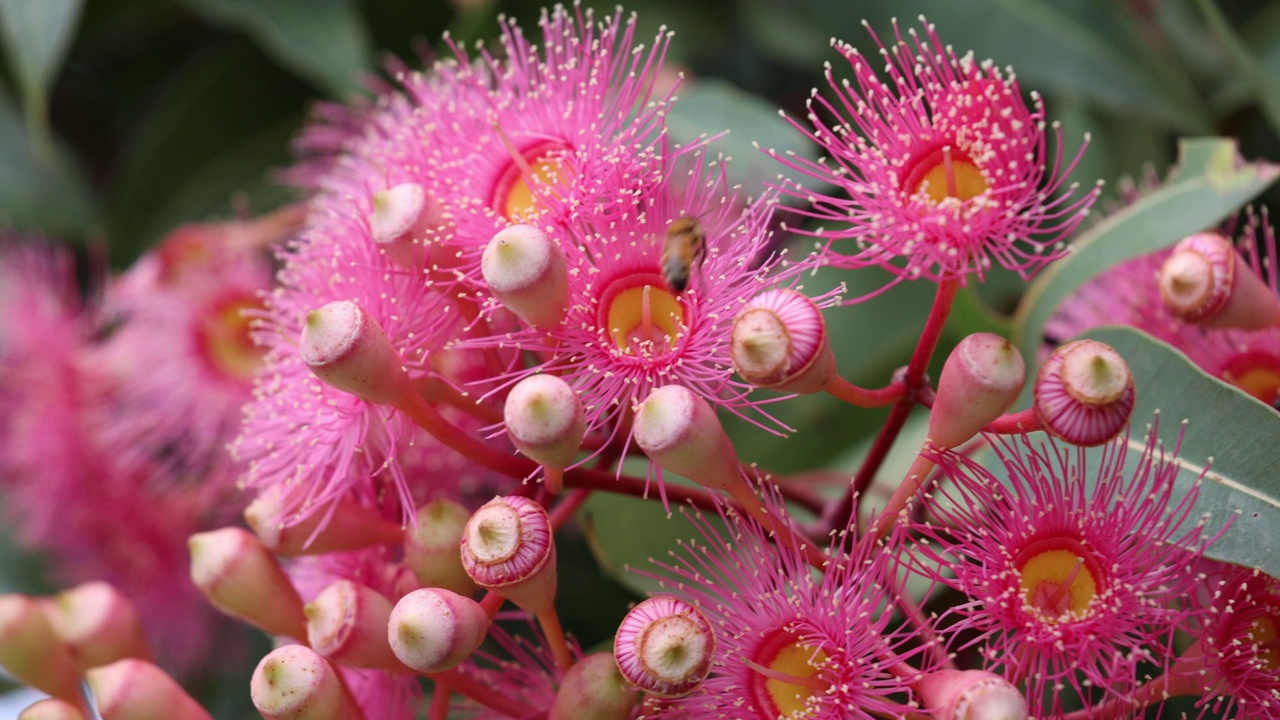 蜜蜂为美丽的粉色Gumtree花授粉视频素材