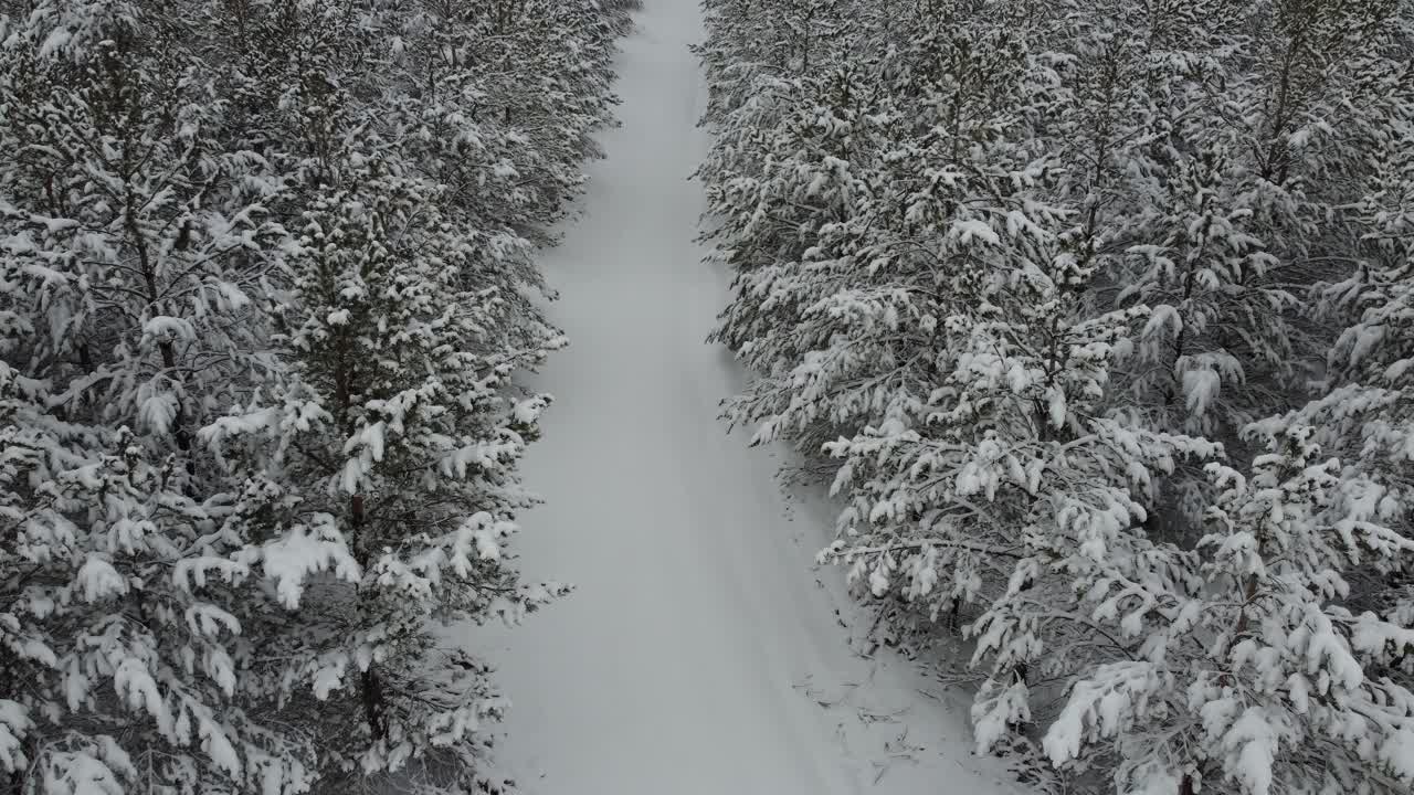 树间被雪覆盖的道路视频素材