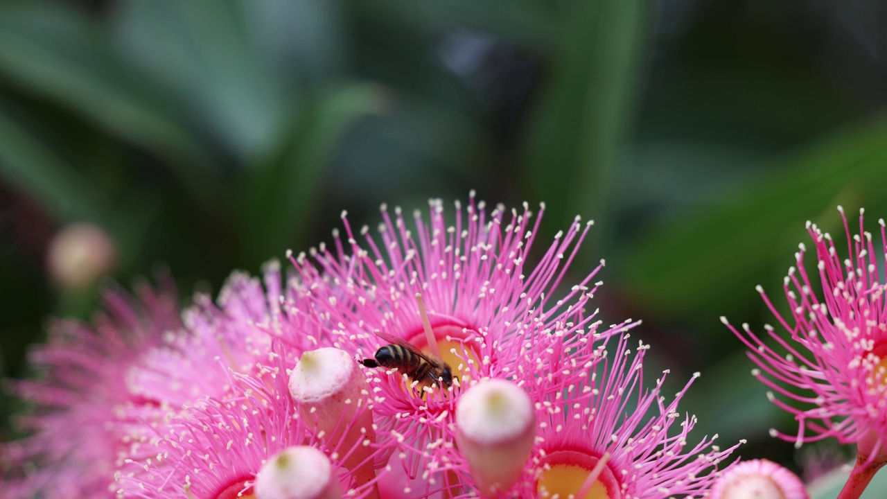 蜜蜂为美丽的粉色Gumtree花授粉视频素材