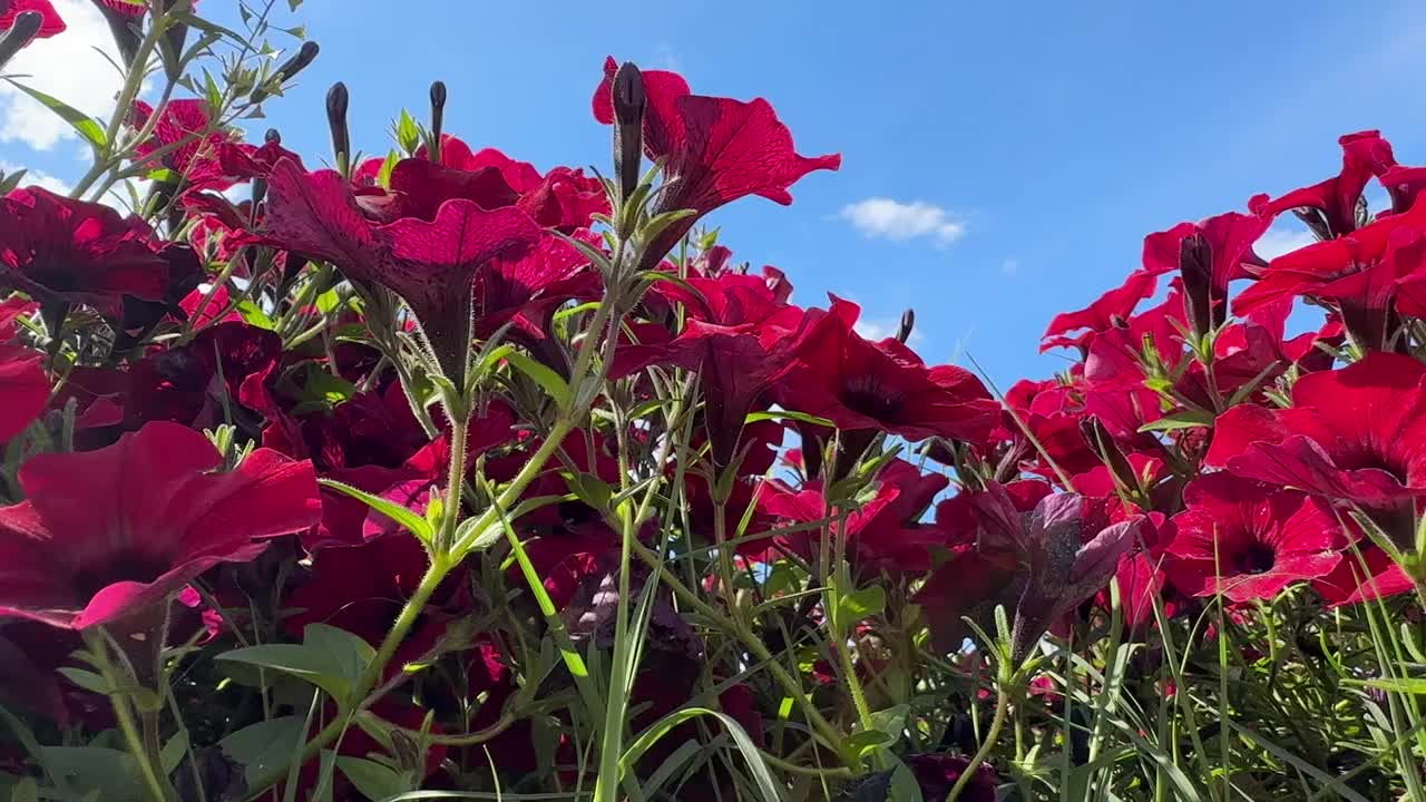 红色开花矮牵牛花(苏菲尼亚)与蓝色的天空视频素材