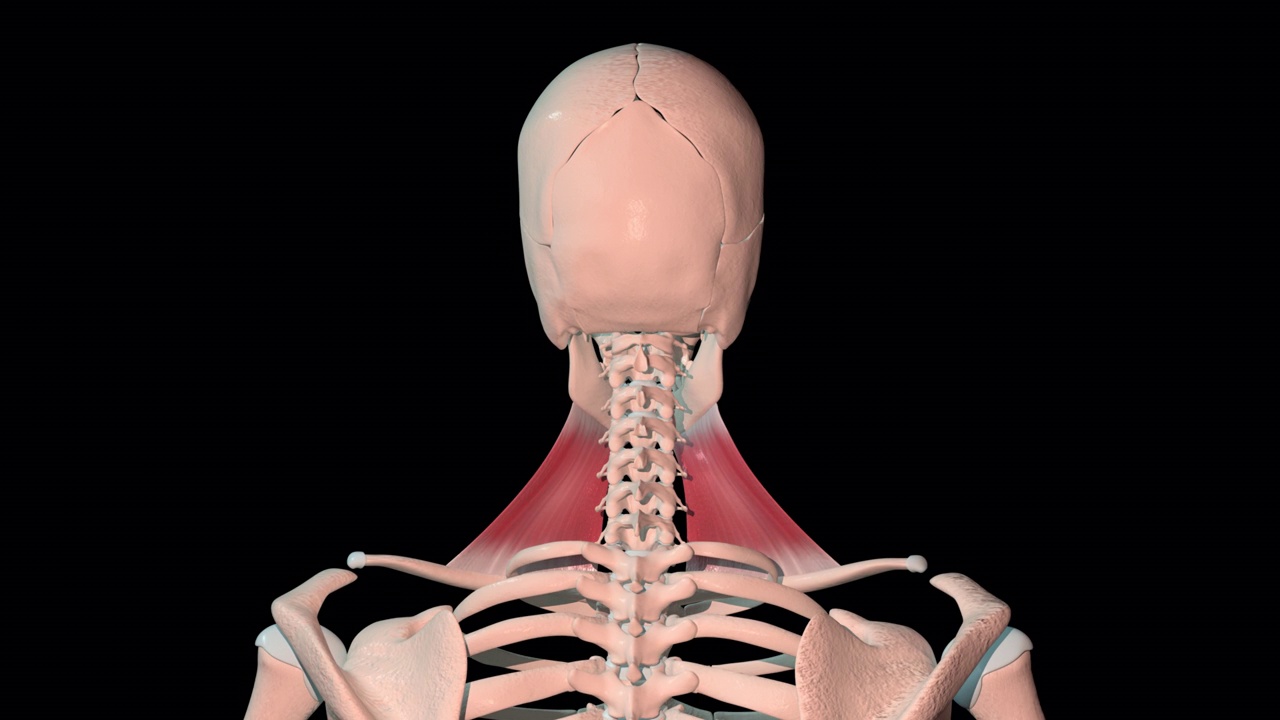 颈阔肌全旋转环视频素材