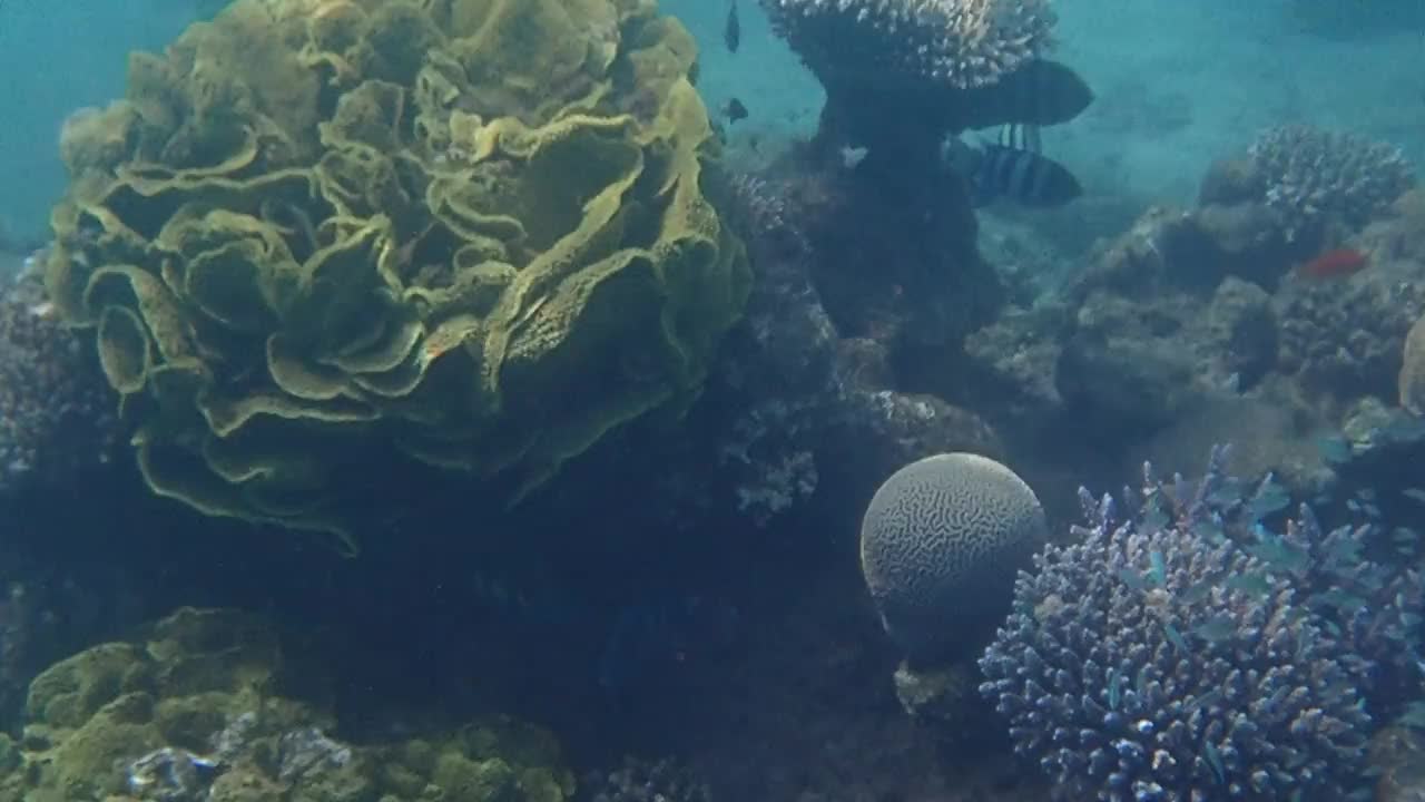 栖息在珊瑚礁的外来鱼类的生物多样性视频素材