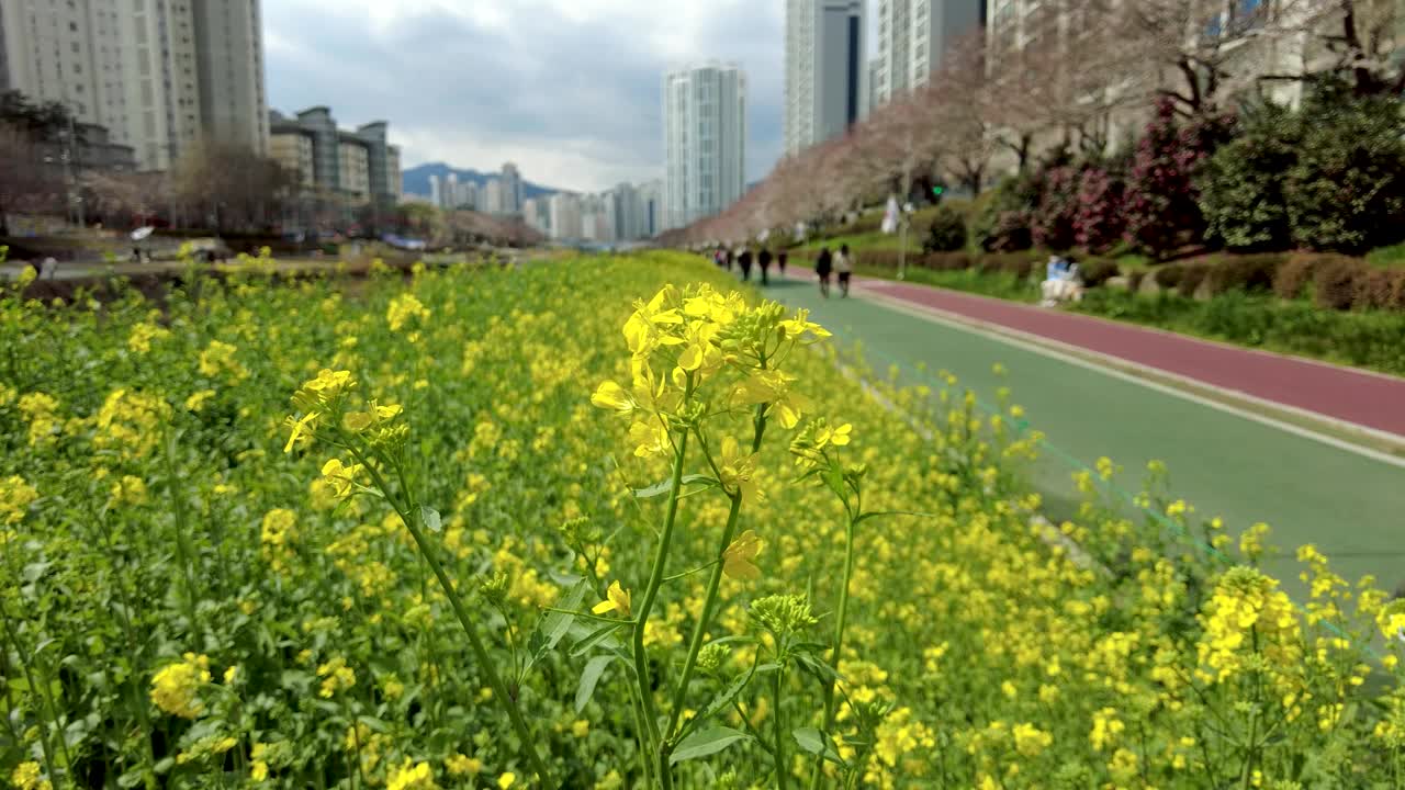 樱花盛开在安天川川，釜山，亚洲视频素材