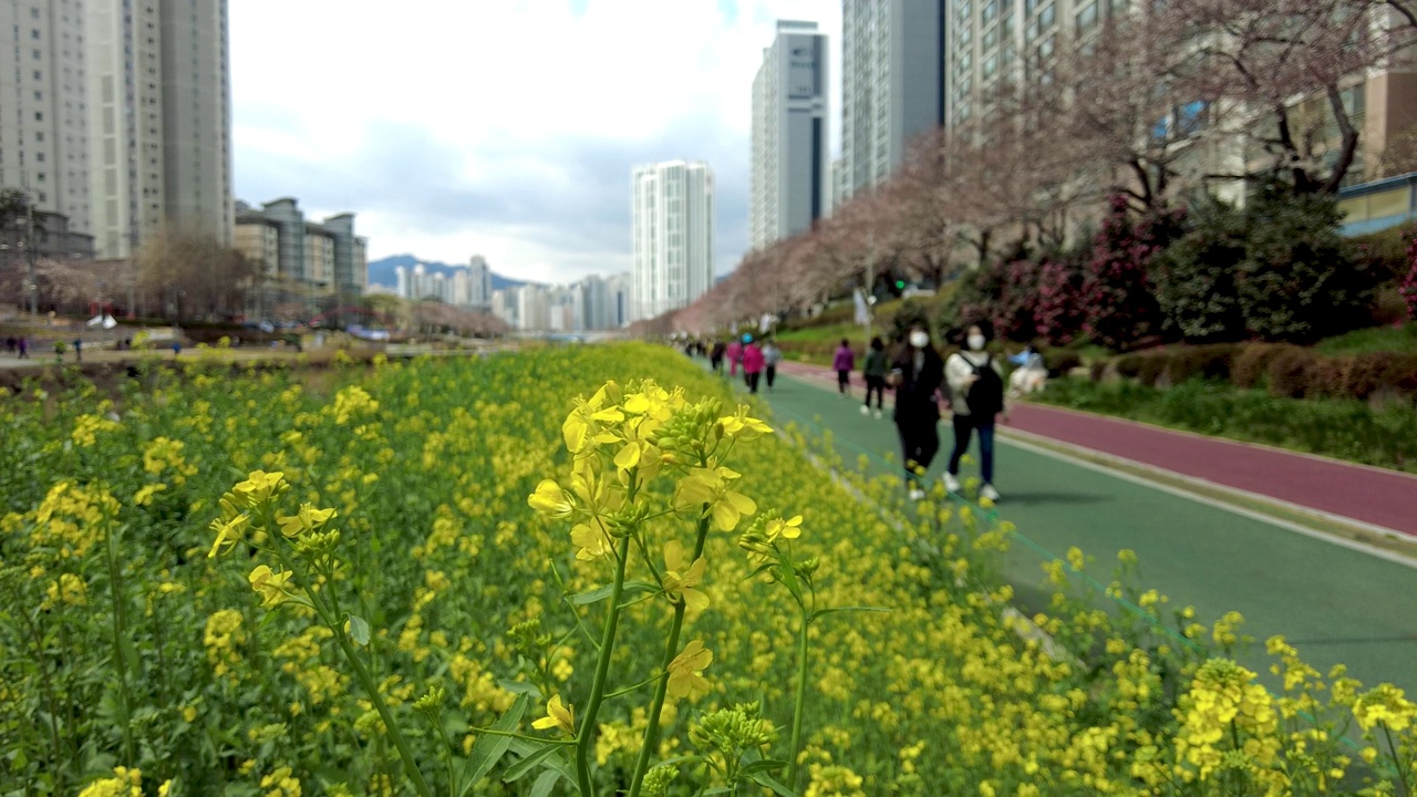 樱花盛开在安天川川，釜山，亚洲视频下载