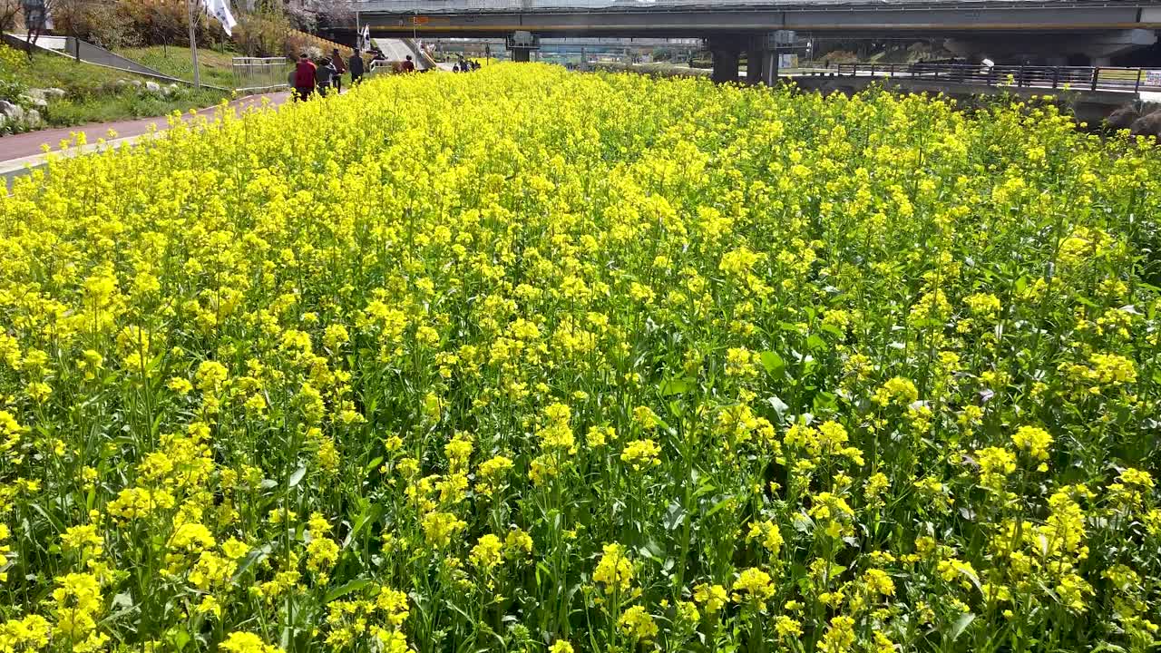 樱花盛开在安天川川，釜山，亚洲视频素材