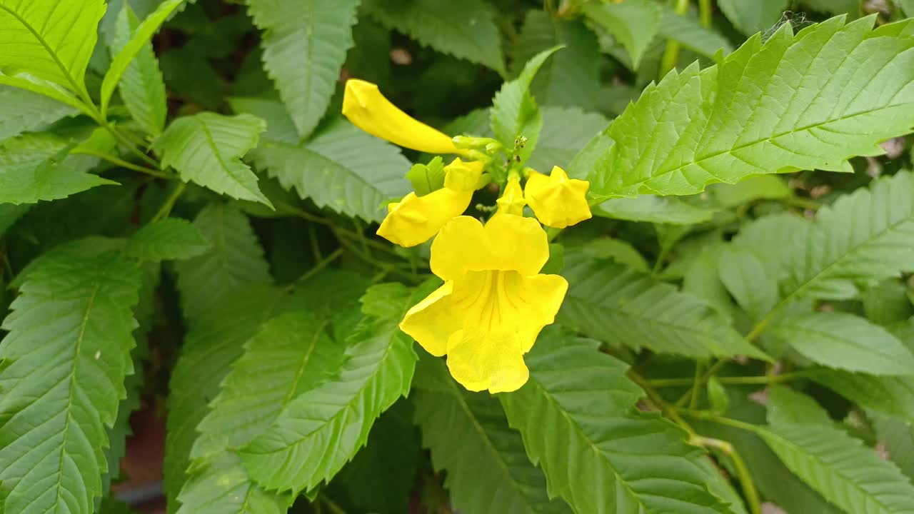 龙舌兰，黄花，喇叭藤科，牛蒡科视频素材