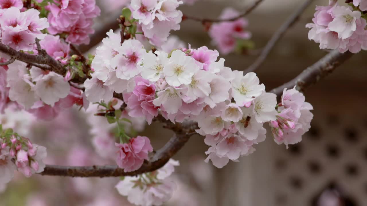 樱花视频下载