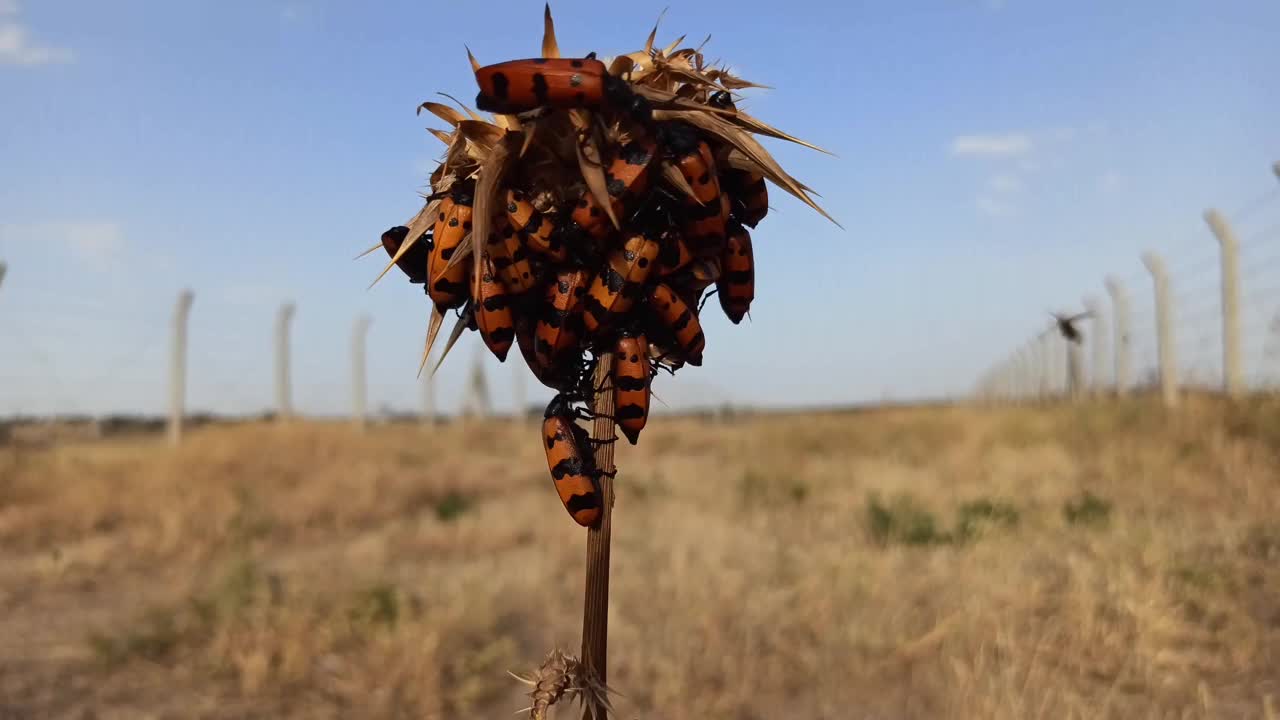 斑蝥视频素材