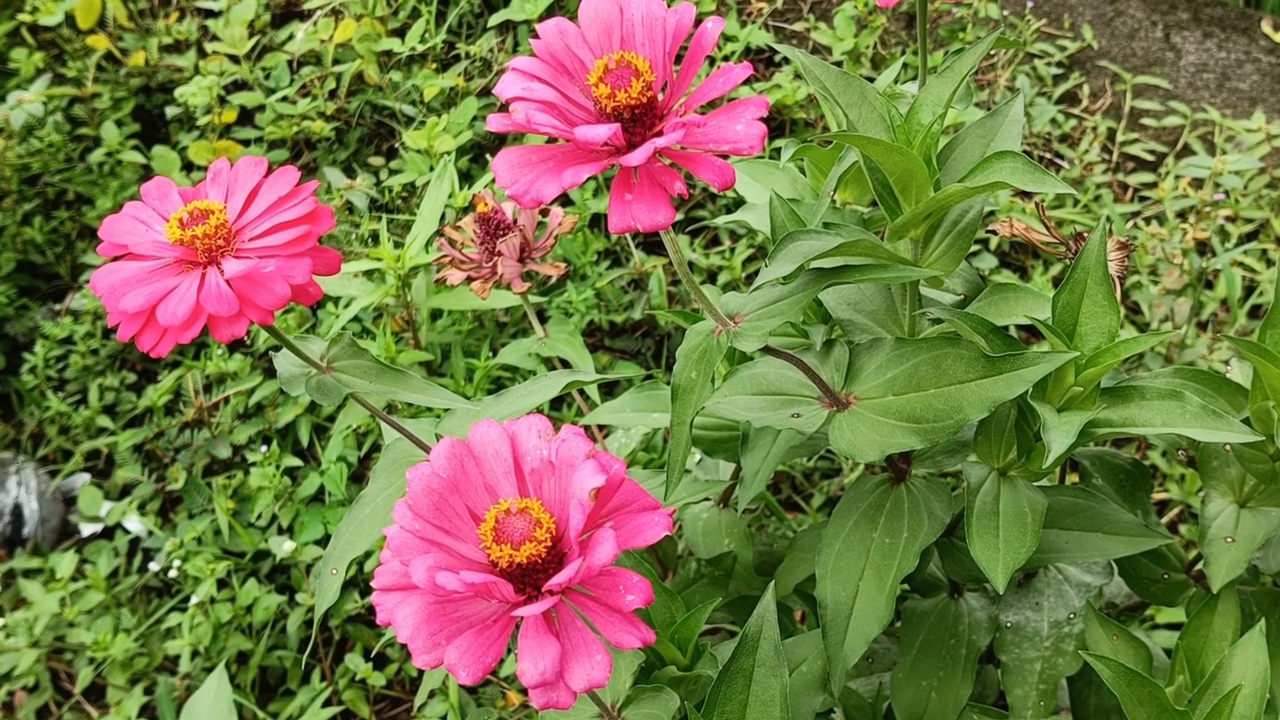 绿叶植物和红花在微风中摇曳视频素材